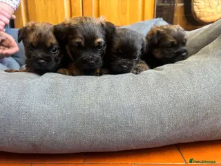 Border Terrier dogs Stunning litter of Kc Registered Border terriers - Advert 2