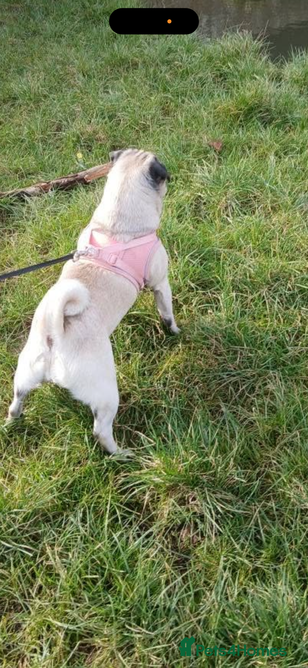 Pug dogs for sale: Female pug  - Advert 1