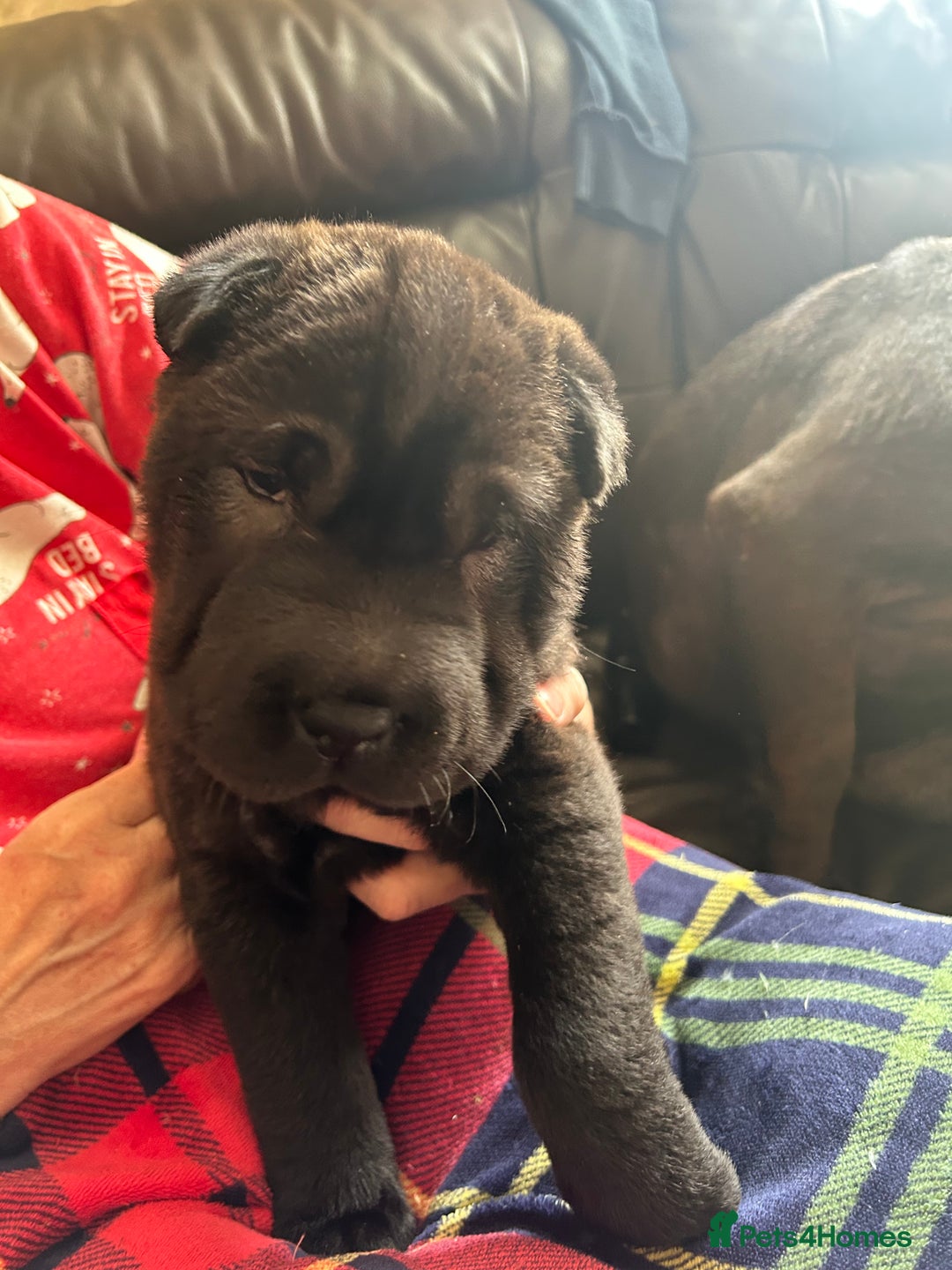 Shar Pei dogs for sale: 2 females 3 males Shar pei pups - Image 23