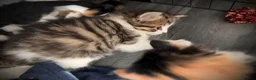 Mixed Breed cats for sale: Two female calico x ragdoll x persian kittens - Advert 8