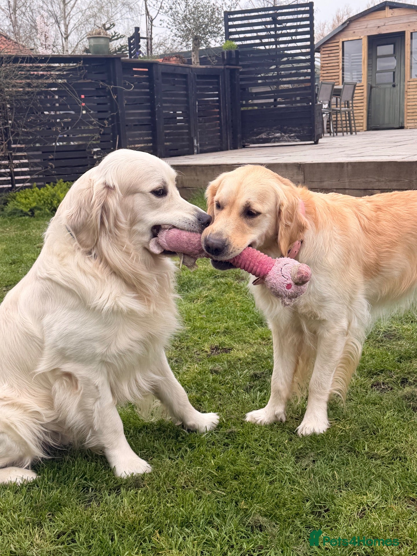 Golden Retriever dogs Parents to Be!  - Advert 11