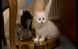 Munchkin cats for sale: A very SPECIAL litter of Munchkins Kittens  - Image 5