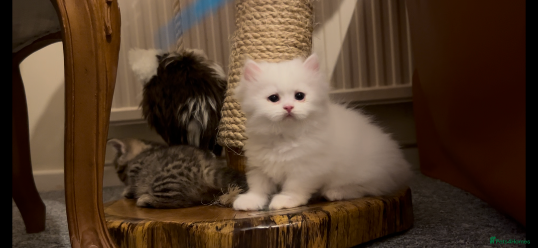 Munchkin cats for sale: A very SPECIAL litter of Munchkins Kittens  - Image 5
