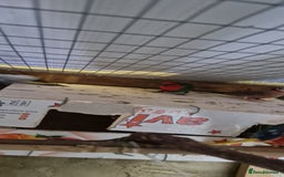 Finches birds for sale: Benghal and Helans finches for sale in E12 - Advert 13