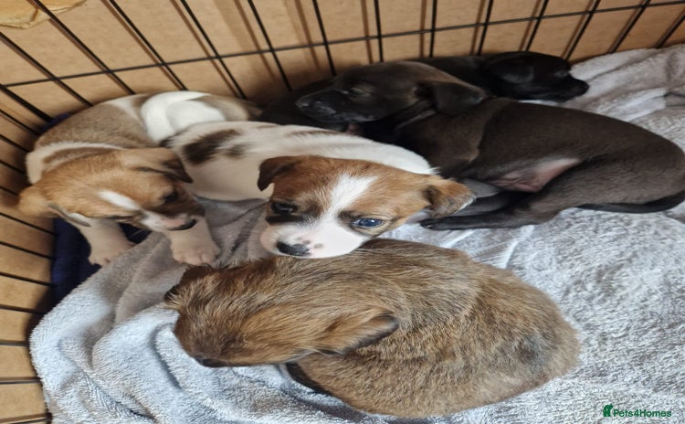 Mixed Breed dogs - Advert 1