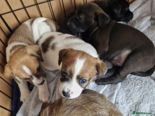 Mixed Breed dogs - Advert 17