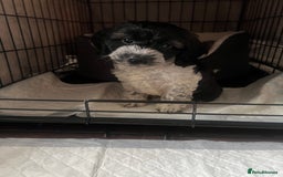 Cockapoo dogs for sale: 11 week old male Cockapoo  - Advert 1