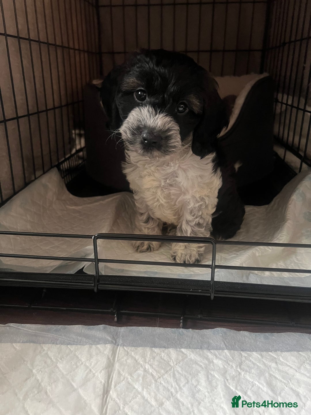 Cockapoo dogs for sale: 11 week old male Cockapoo  - Advert 1