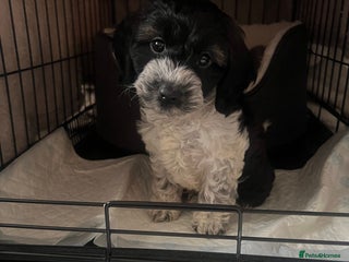 Cockapoo dogs 11 week old male Cockapoo - Advert 1