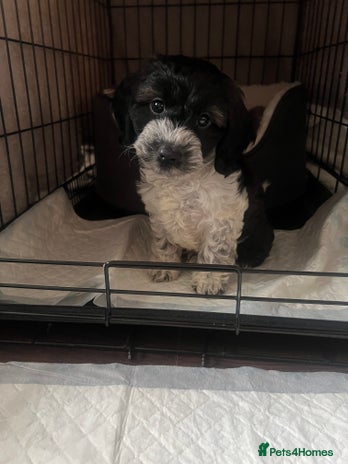 Cockapoo dogs 11 week old male Cockapoo - Advert 2