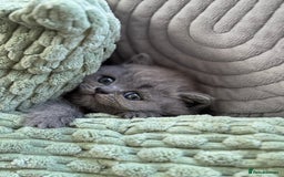 British Shorthair cats for sale: GCCF Registered British Shorthair kittens  - Image 13