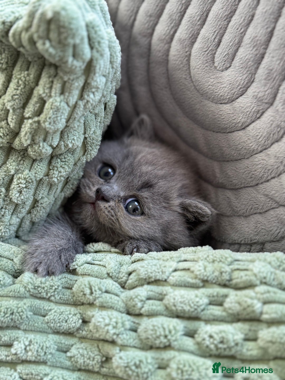 British Shorthair cats for sale: GCCF Registered British Shorthair kittens  - Image 13