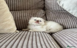 Ragdoll cats for sale: 2 BAby ragdolls ready NOW !! - Image 2