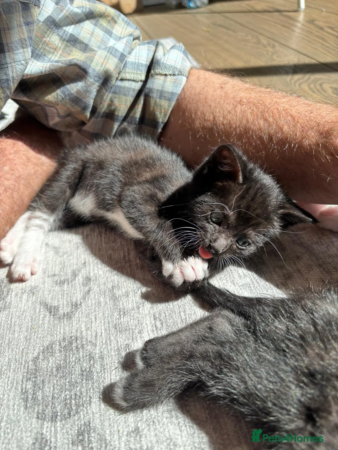 Mixed Breed cats for sale: Beautiful Hand-Raised Kittens  - Advert 17