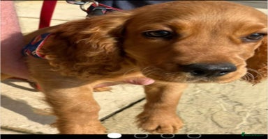 Cocker Spaniel dogs - Advert 16
