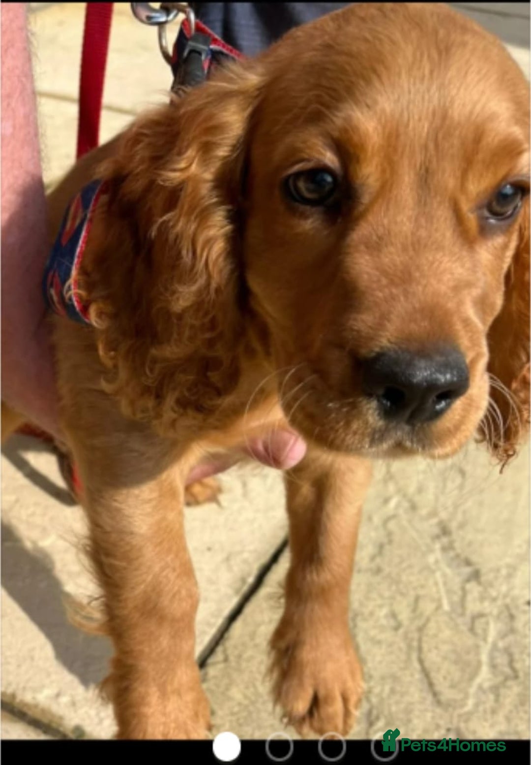 Cocker Spaniel dogs for sale: Kc male working cocker spaniel re-home  - Image 2