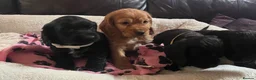 Cocker Spaniel dogs for sale: Stunning show type cocker spaniel puppies  - Advert 14