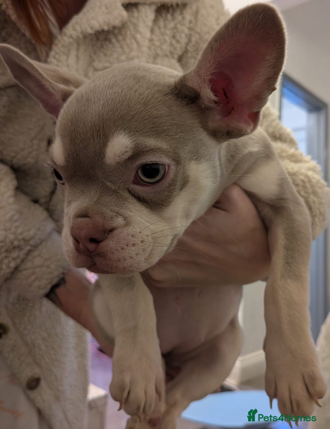 French Bulldog dogs for sale: French bull dog 14 weeks  - Advert 7