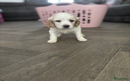 Cockapoo dogs for sale: Cockapoo F1B puppies in Inverness - Image 17