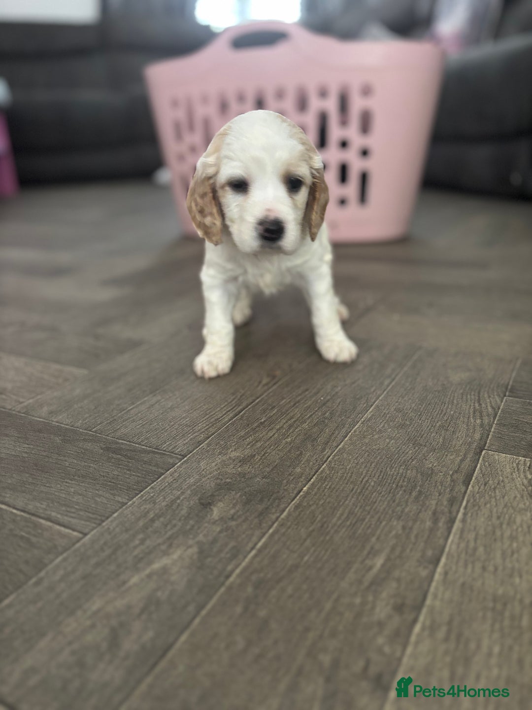 Cockapoo dogs for sale: Cockapoo F1B puppies in Inverness - Image 17