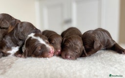 Bordoodle dogs for sale: OUTSTANDING *TRI COLOUR* MINIATURE BORDOODLES - Image 6