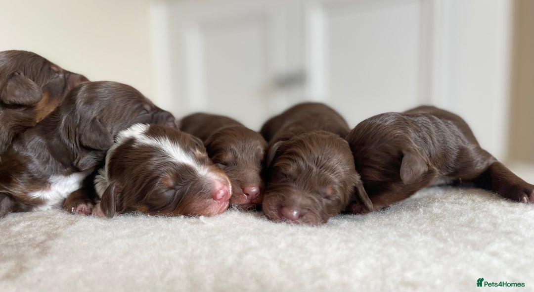 Bordoodle dogs for sale: OUTSTANDING *TRI COLOUR* MINIATURE BORDOODLES - Image 6