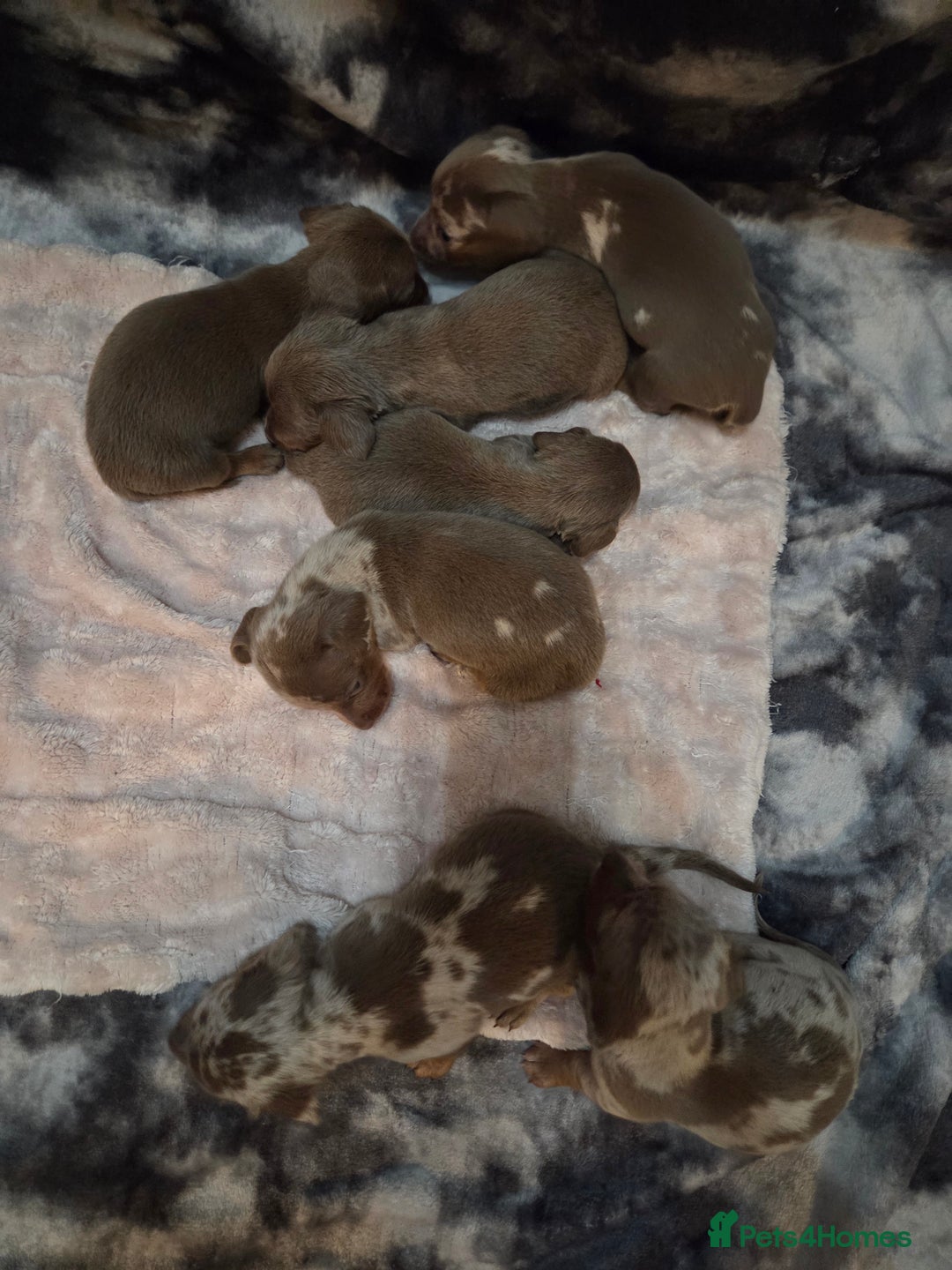 Miniature Dachshund dogs for sale: Miniature dachshund pups KC Reg - Advert 20