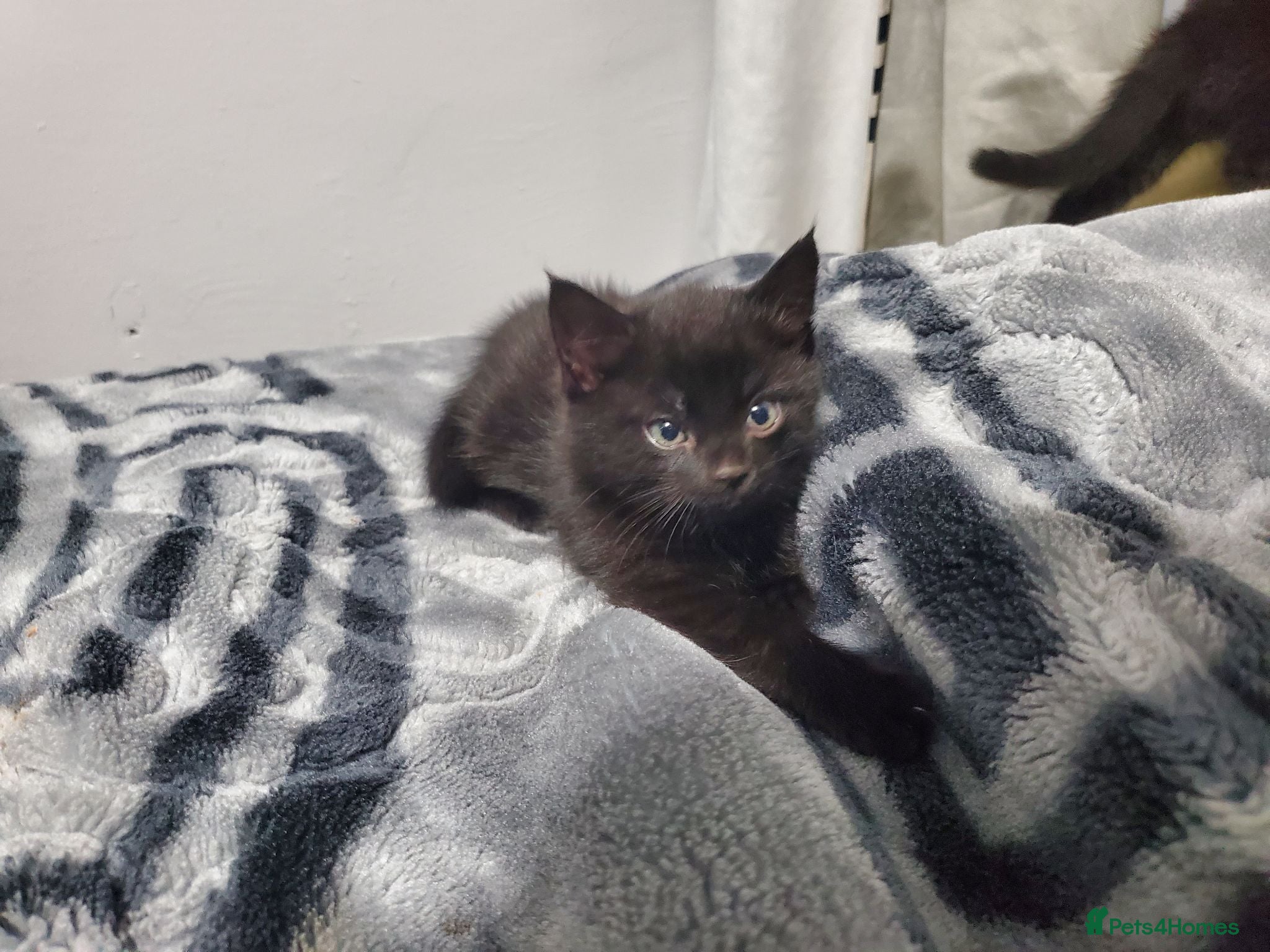 Mixed Breed cats 2 FREE BLACK KITTENS PLEASE READ DESCRIPTION - Advert 1
