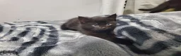 Mixed Breed cats for sale: 2 FREE BLACK KITTENS PLEASE READ DESCRIPTION - Advert 1