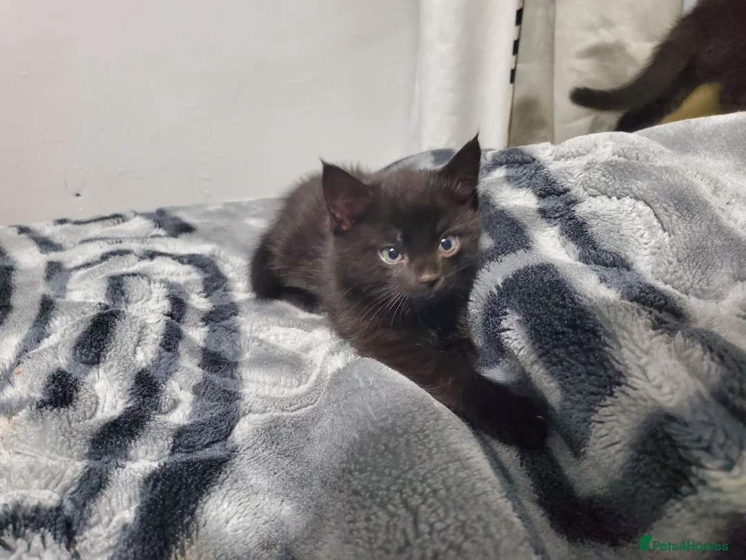 Mixed Breed cats for sale: 2 FREE BLACK KITTENS PLEASE READ DESCRIPTION - Advert 1