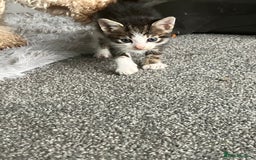 Mixed Breed cats for sale: 3 gorgeous Toms for sale - Image 10