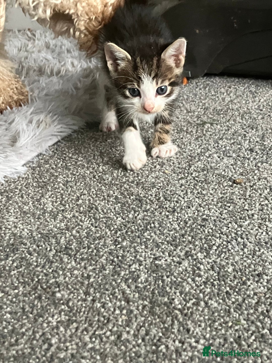 Mixed Breed cats for sale: 3 gorgeous Toms for sale - Image 10