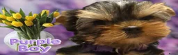 Yorkshire Terrier dogs for sale: 👉Yorkshire Terrier Pups–KC Lines, Health Checked - Advert 3