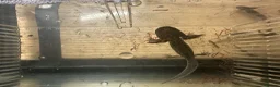 Axolotl reptiles for sale: 3 month old copper axolotls  in Southampton - Advert 3