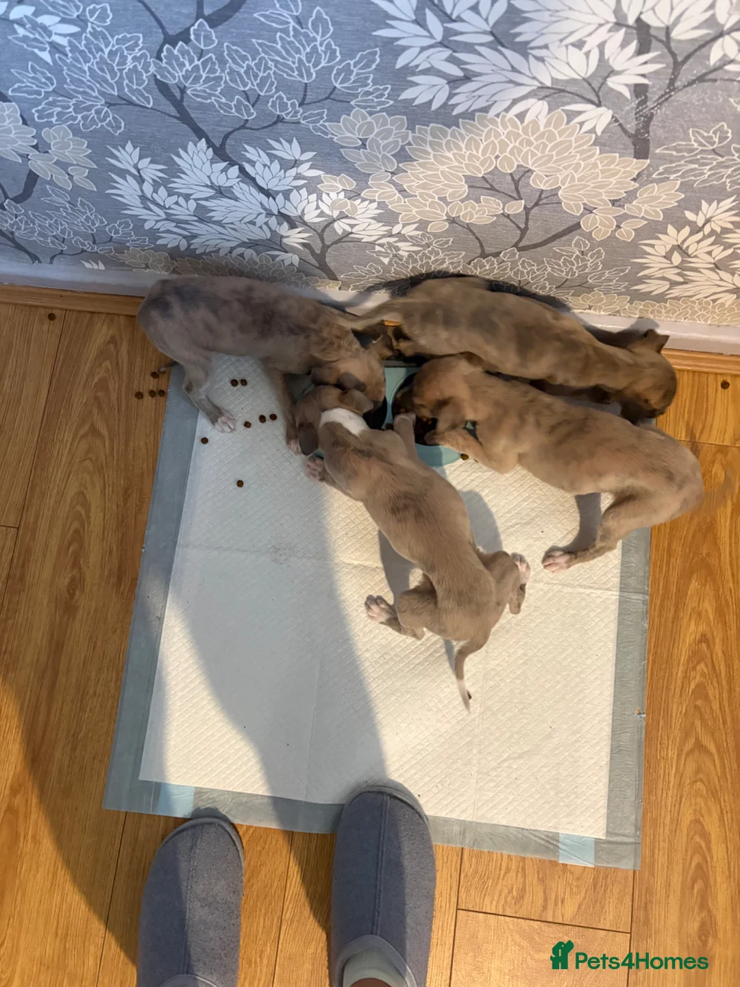 Whippet dogs for sale: Whippet pups for loving homes  - Advert 10