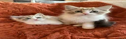 Ragdoll cats for sale: Mink Sepia Ragdolls Cherubim Bicolour Tabby Lynx - Advert 8