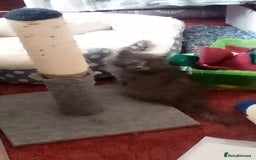 Maine Coon cats for sale: Maine coon kitten - Image 5