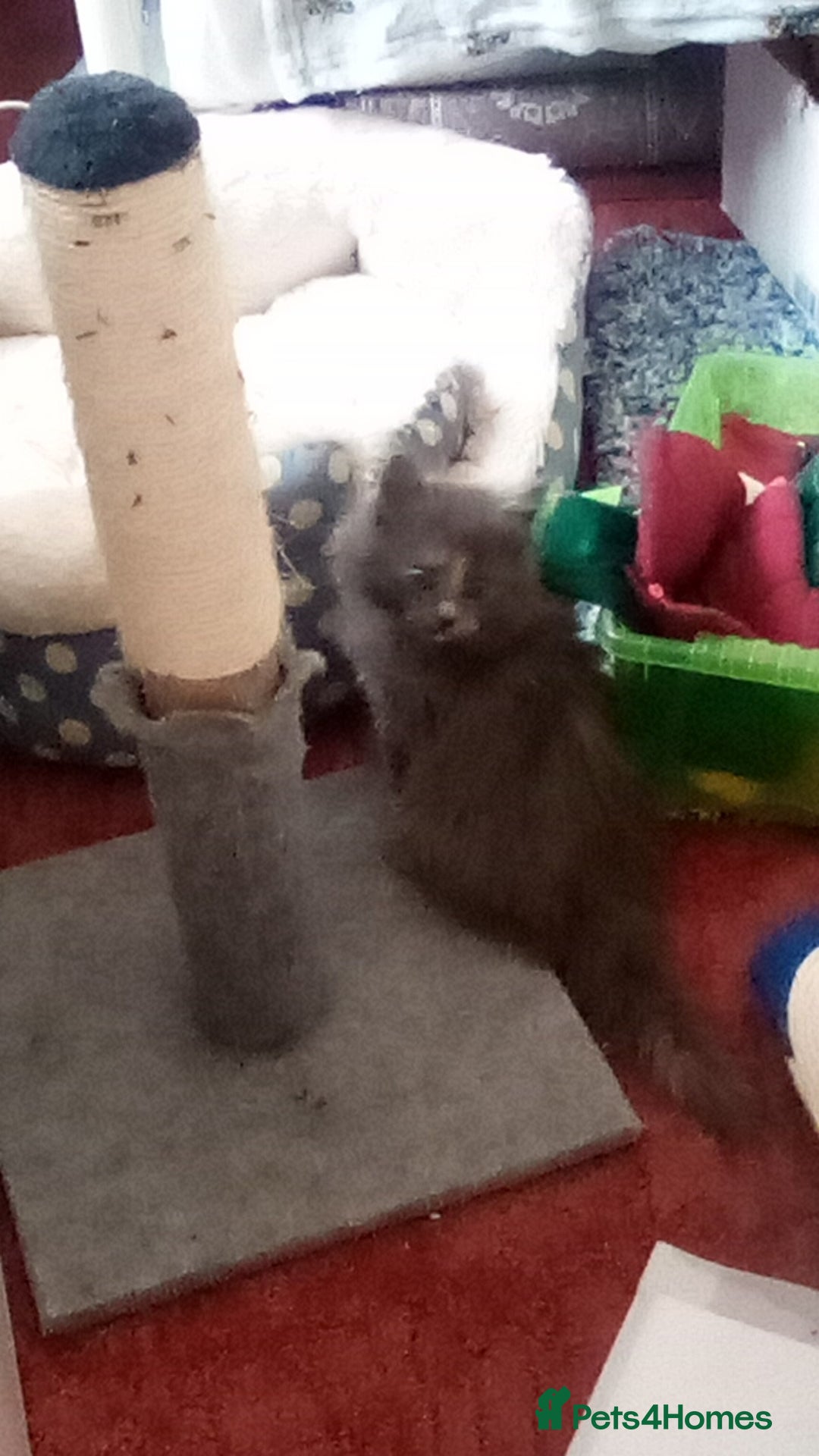 Maine Coon cats for sale: Maine coon kitten - Image 5