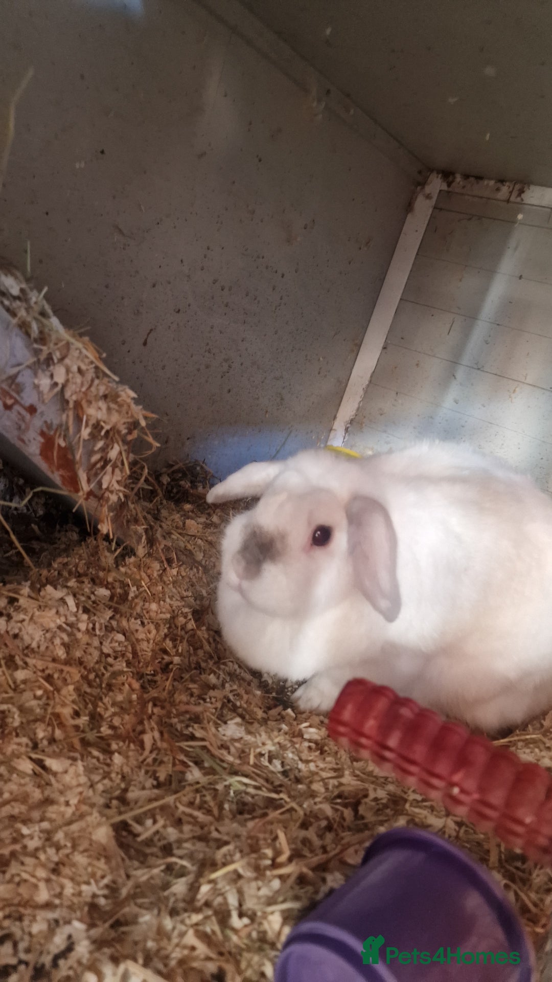 English Lop rabbits for sale: Miss Clover - Image 2