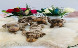 Miniature Dachshund dogs for sale: Miniature Dachshund KC Registered  - Image 1