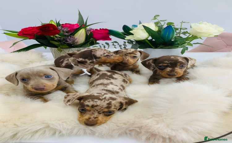 Miniature Dachshund dogs - Advert 15