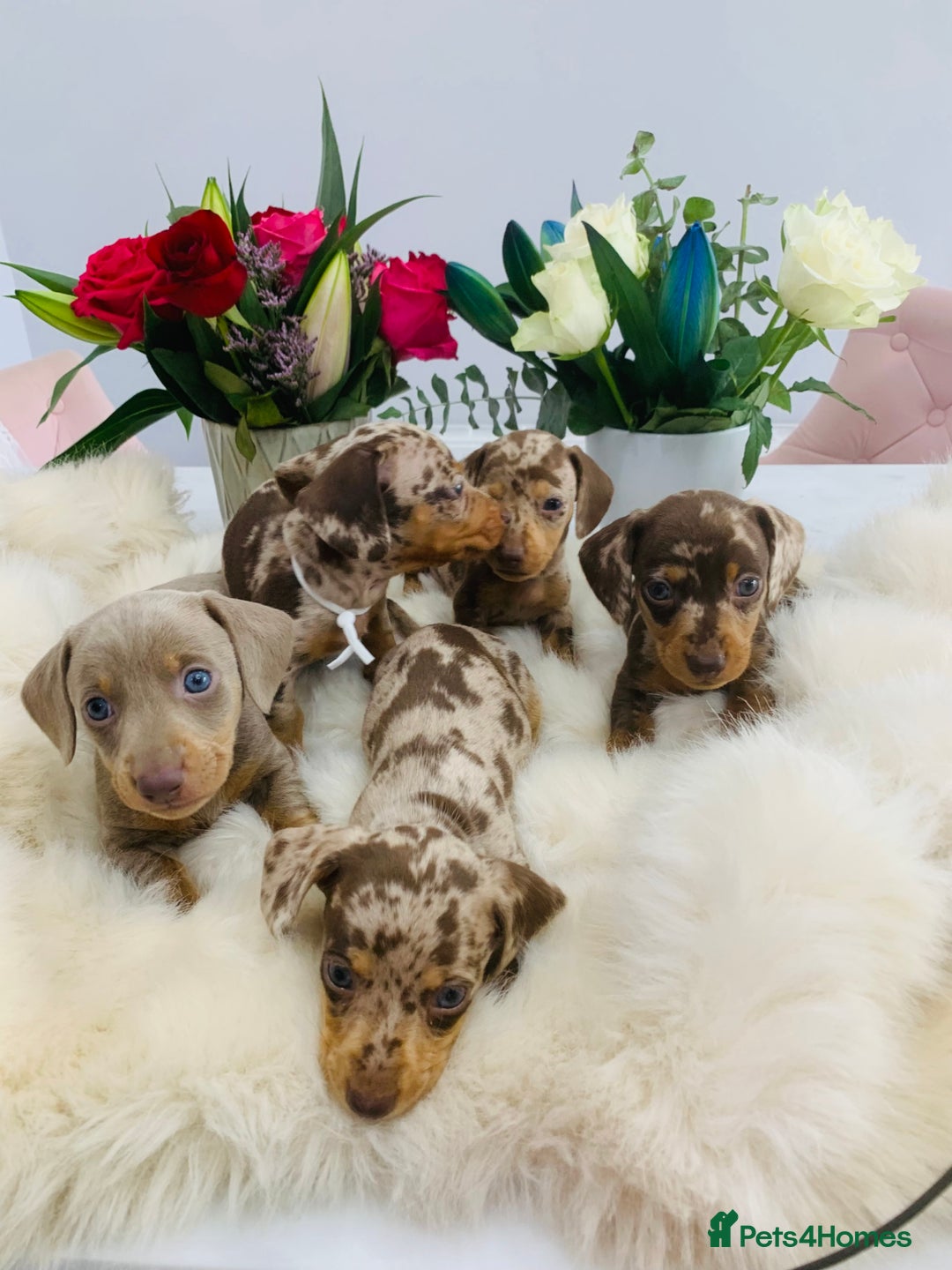 Miniature Dachshund dogs for sale: Miniature Dachshund KC Registered  - Image 1