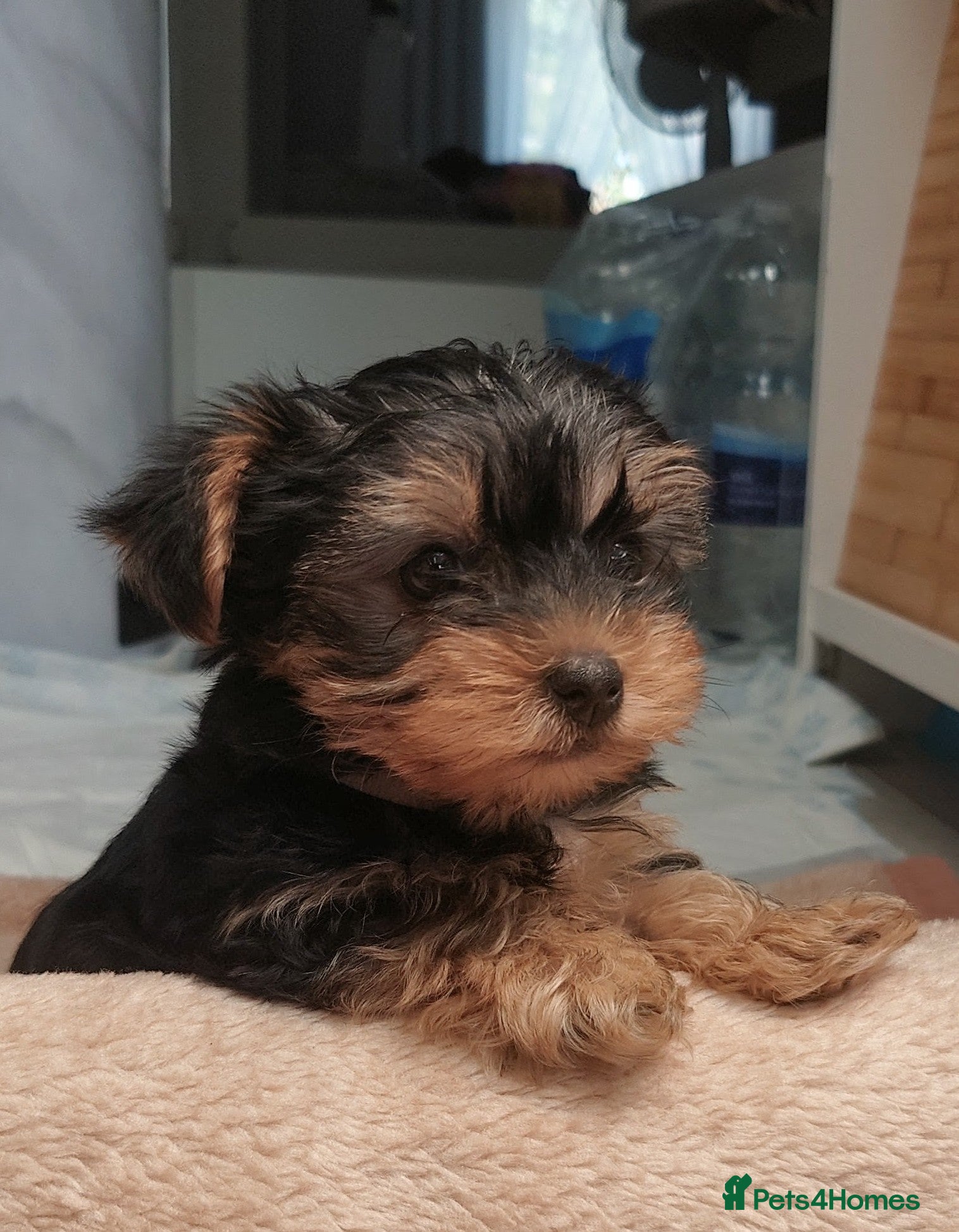 Yorkshire Terrier dogs Yorkshire puppies  - Advert 2