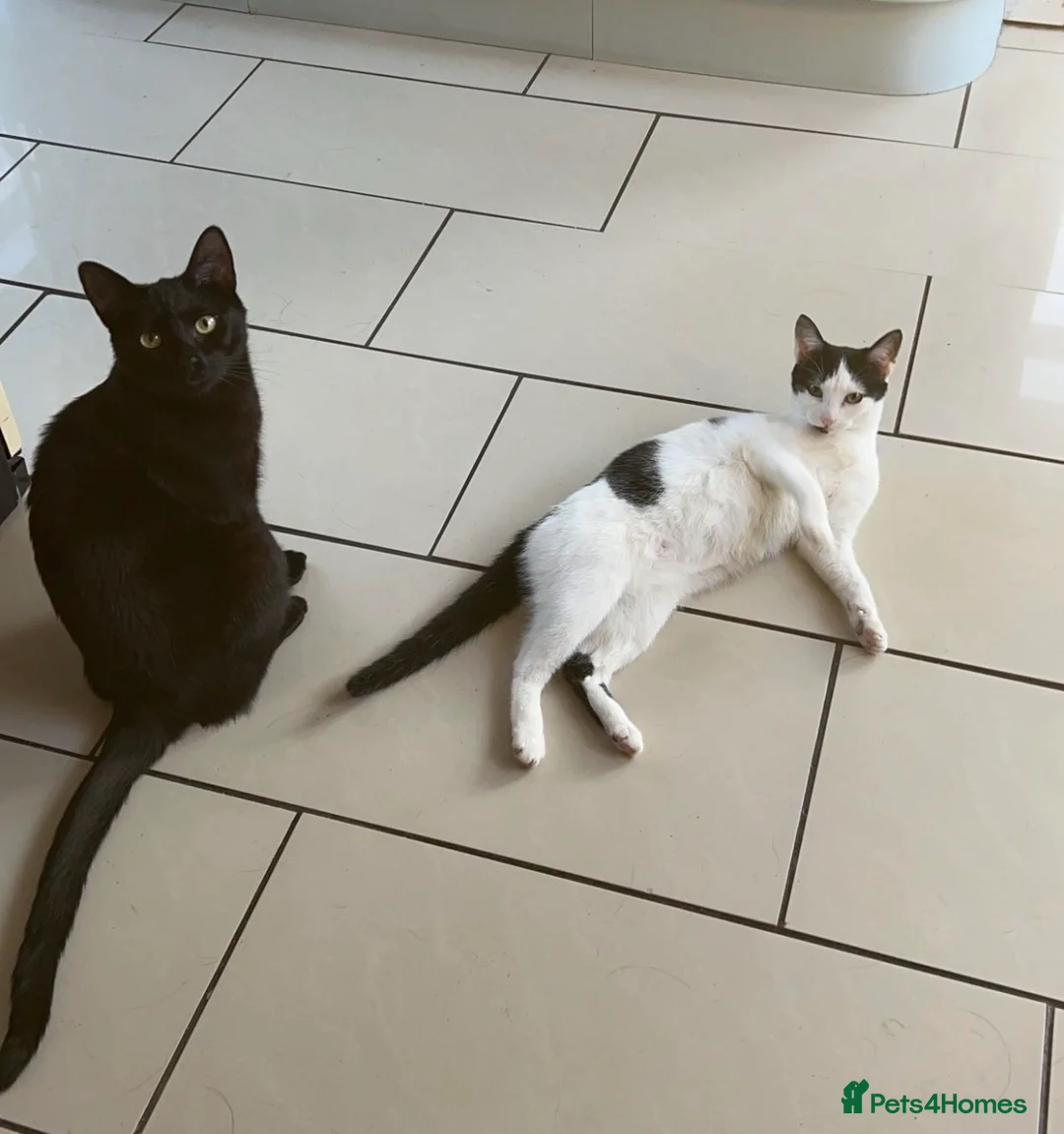 Mixed Breed cats for sale: Rehoming Two Cats – Bonded Pair - Advert 1