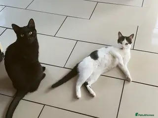 Mixed Breed cats Rehoming Two Cats – Bonded Pair - Advert 13