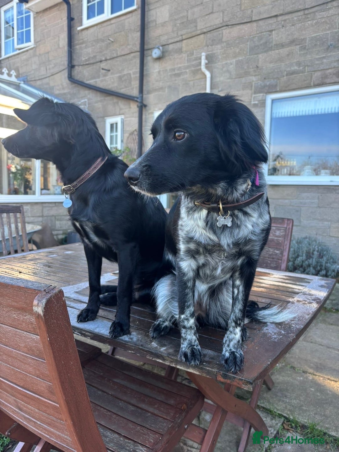 Mixed Breed dogs for sale: Cocker x collie puppies  - Advert 23
