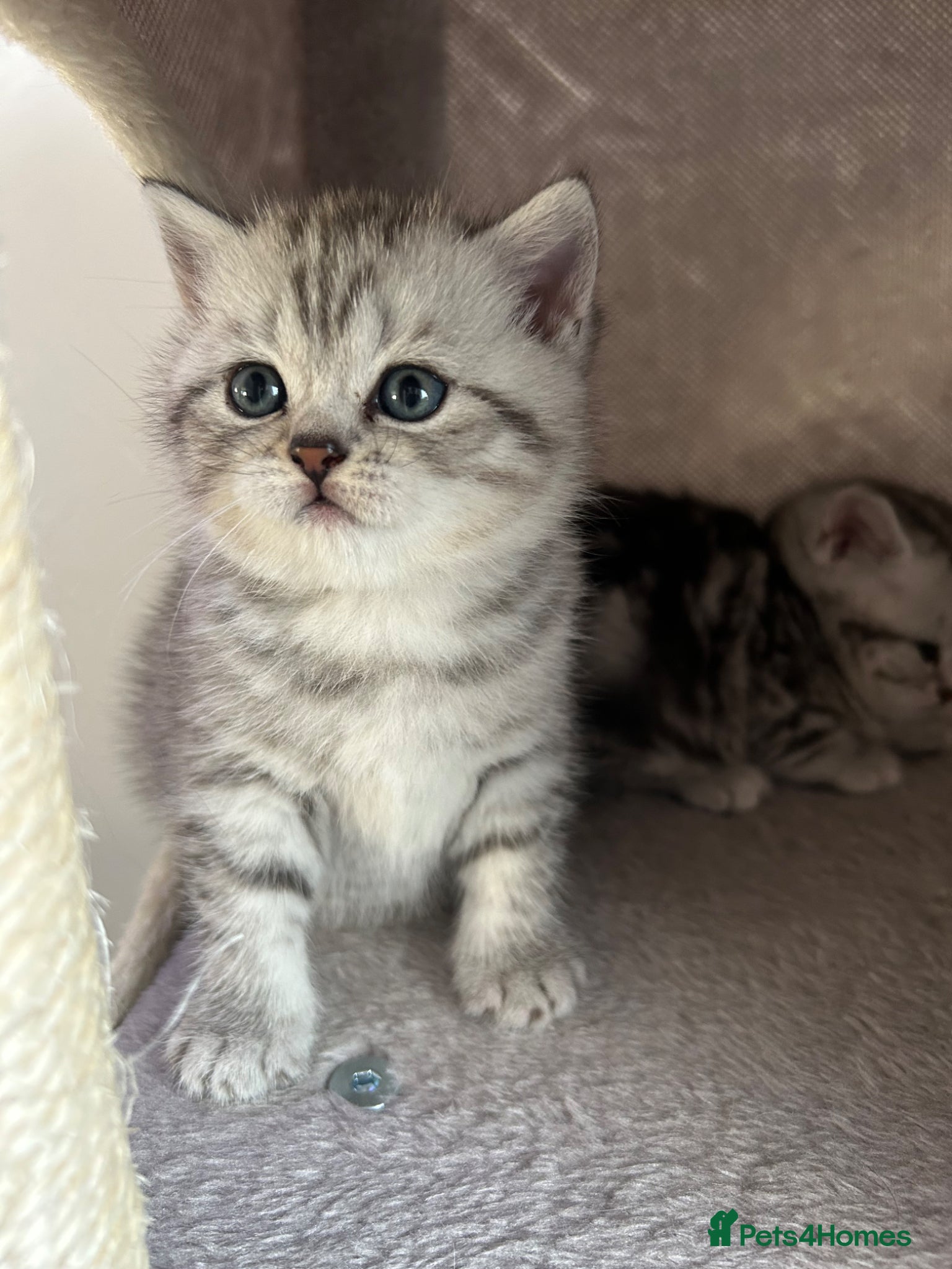 British Shorthair cats Tabby British shorthair kittens  - Advert 4