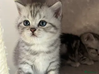 British Shorthair cats Tabby British shorthair kittens - Advert 4