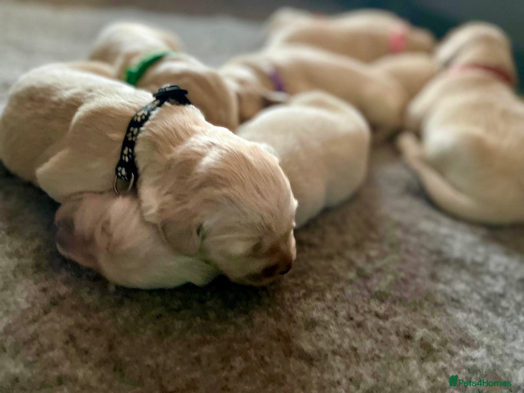 Golden Retriever dogs for sale: Golden Retriever Puppies – Milton Keynes - Advert 8
