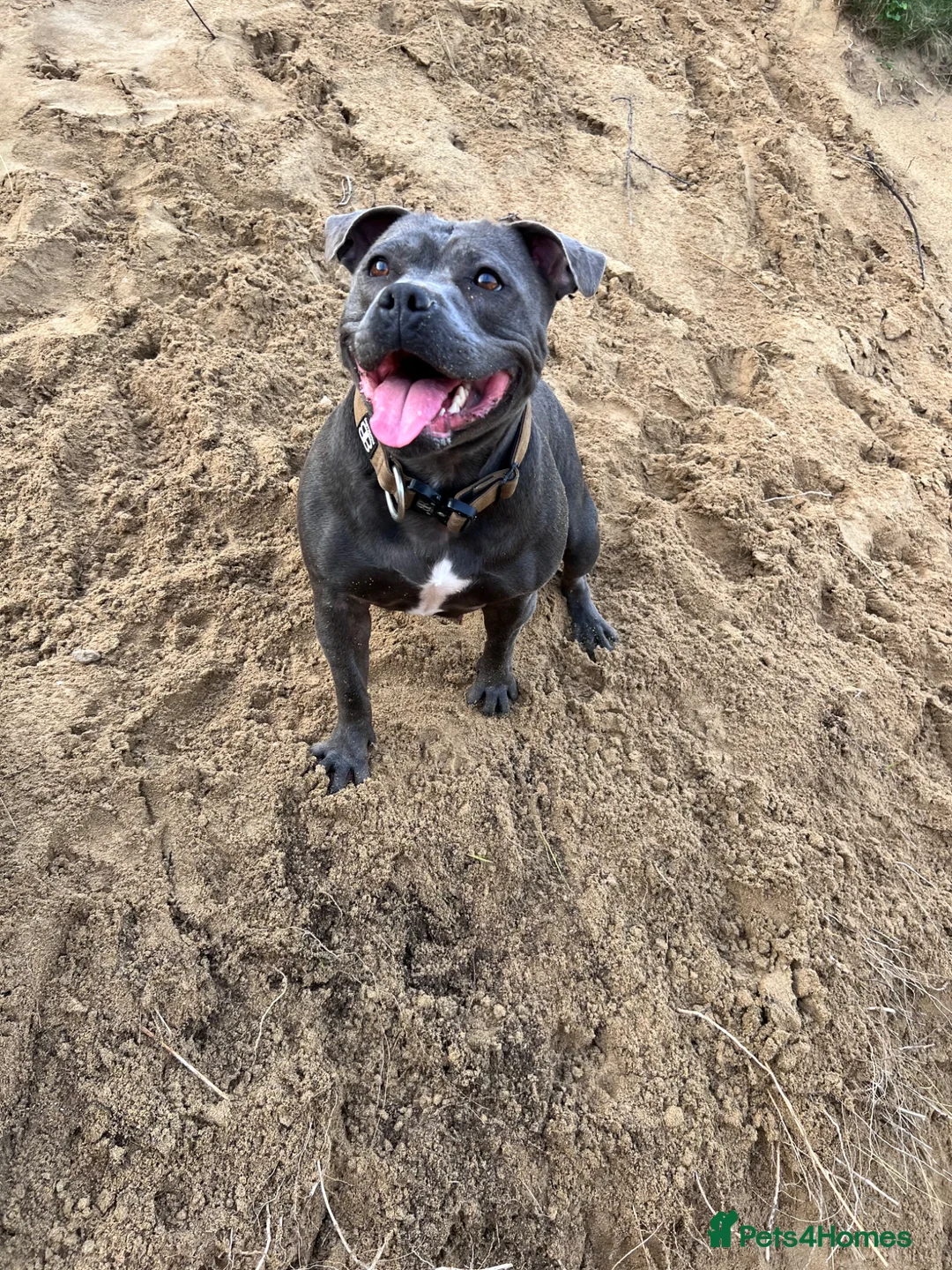 Staffordshire Bull Terrier dogs for sale: KC REG SBT PUPPIES STUNNING STOCKY BLUE & BLACK - Advert 2